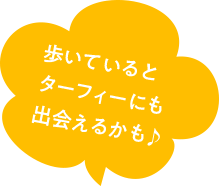 歩いているとターフィーにも出会えるかも